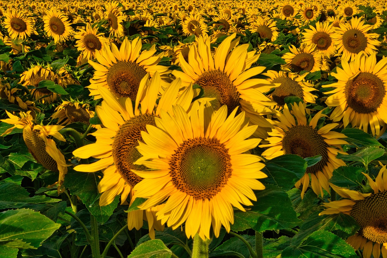 10 Ways to Connect with Nature in Your Daily Routine